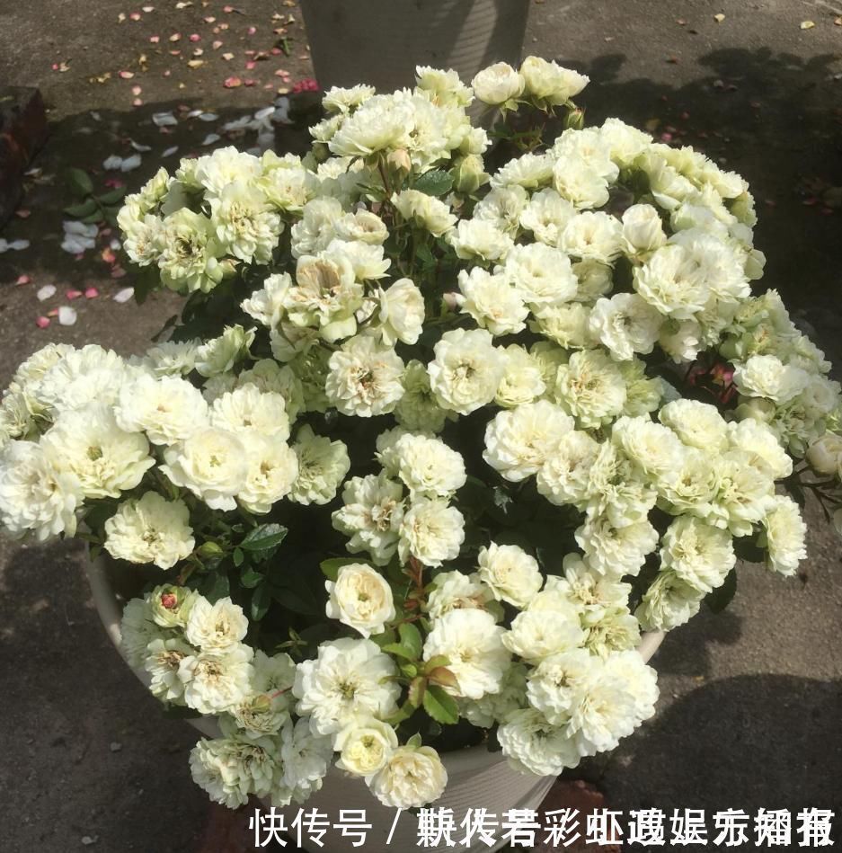 绿冰|此盆栽植物号称开花机器，全年都开花，种植容易，室内也能种