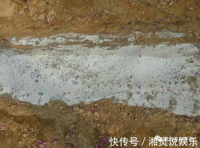 种阳台葡萄|葡萄树掌握2个小窍门，轻松繁殖10盆，种阳台葡萄吃不完！