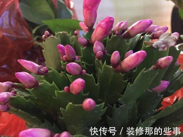 茶花|6种“娇气花”，天热谨慎买，回家就掉花苞，养不活太后悔