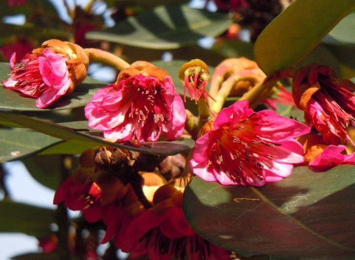 养个不一般的荷花，开花是在树上的，养护的方法难度也不是很大