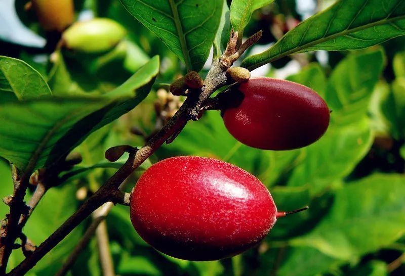 草莓|世界上最贵的水果,吃过3种以上的都是土豪啊