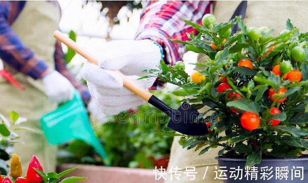 花盆里的小飞虫到处乱飞怎么办？教你几个小方法，实用