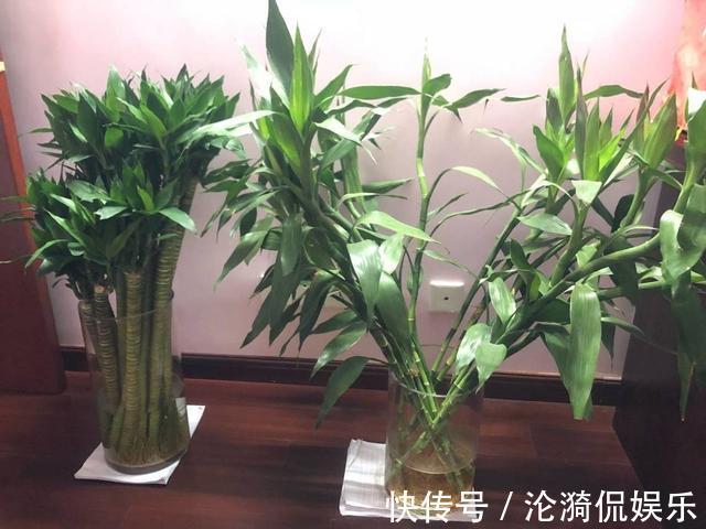 技巧|富贵竹长成“小树林”,水培“技巧”要牢记,水温都有学问