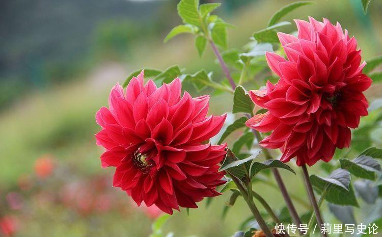 4种花美不胜收,花开媲美玫瑰,花朵姿态万千