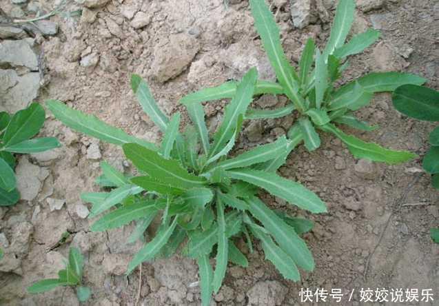 农村人熟悉的四种野菜,都是难得的美味,你都吃过几种呢