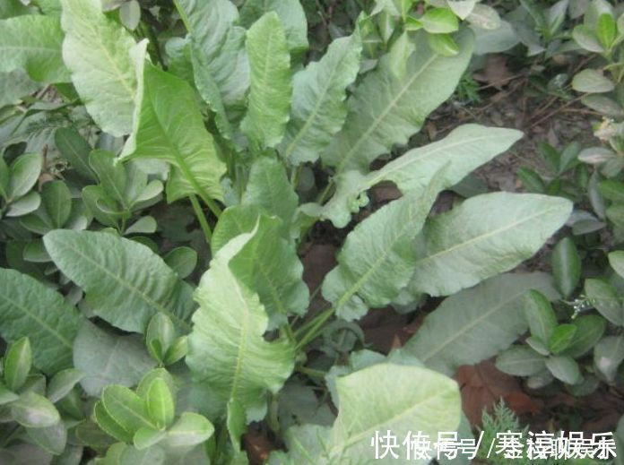 酢浆草|乡下俗称“金不换”的植物,比醋还酸,市场价值却很高,价值珍贵