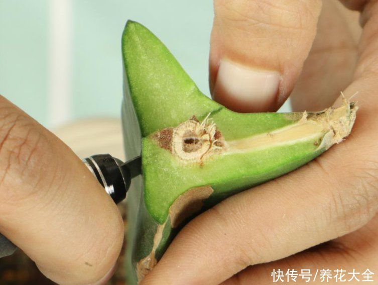 嫁接|养了30年的玉树，扦插开出9色花，快来沾沾喜气