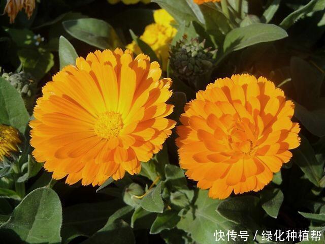 金盏菊，是一种药材，还是一种食材，更是赏花界一道靓丽的风景线