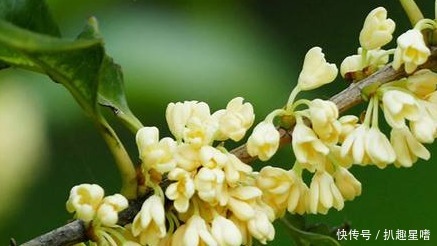 一般老百姓家自己种植的桂花树,他到底几年可以开花呢?