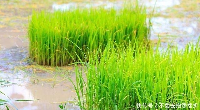 诗歌《世上万物各安天命》