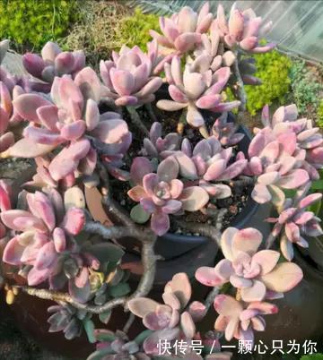 6种多肉不怕冻,越冷越好看,冻成“美肉”,冬天不养真亏