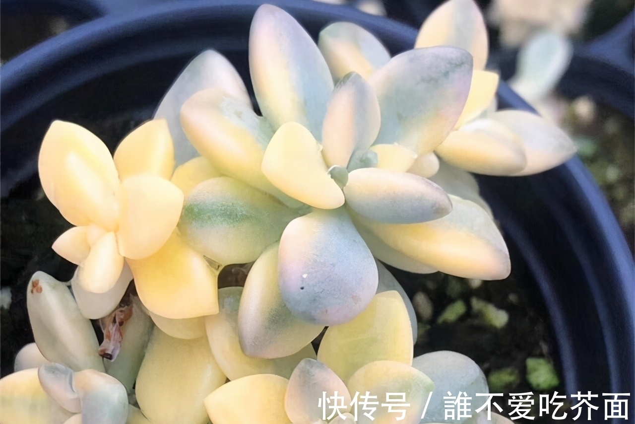 根系|多肉有“三怕”,入冬养护要避开,猛蹿芽冒新根,憋成群生肉墩子