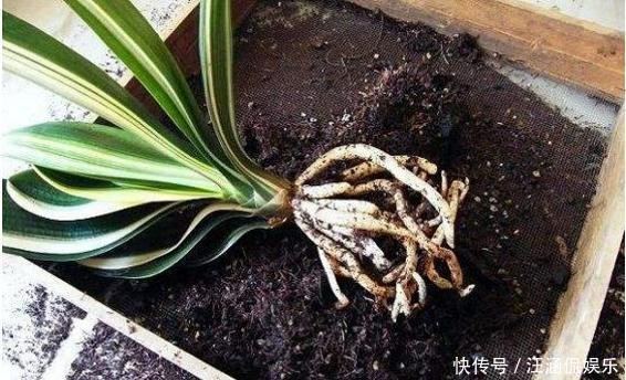 叶心里|夏天碰上君子兰烂根,别整盆扔,教你几招,还能长新芽