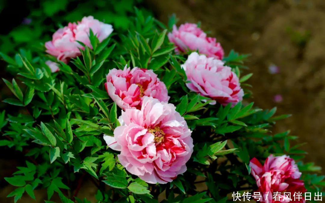 超级耐旱花,整个冬天不浇水,还能胖一圈!