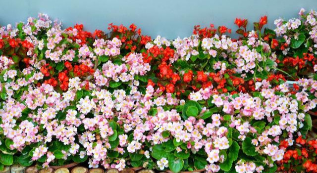 养花技巧粗生粗养也能四季开花！少养1种都觉得亏了