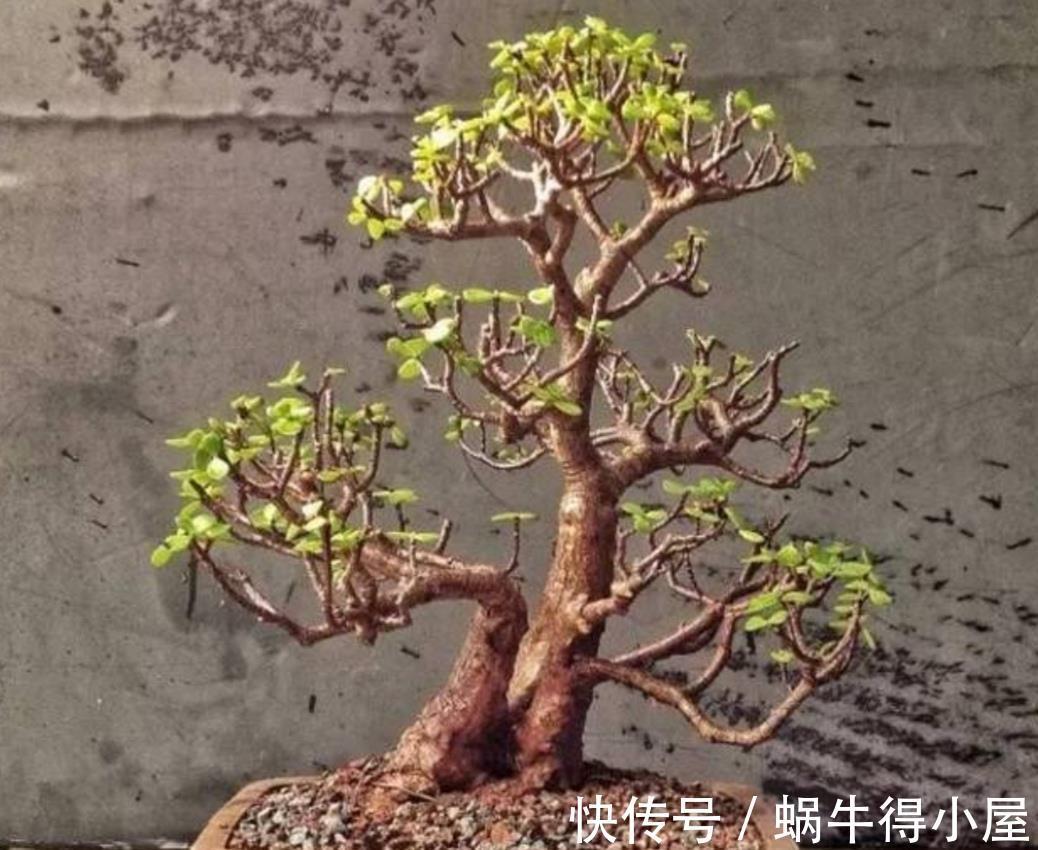 种树|家里养“2种树”,剪的越狠,长得越快,成老桩盆景