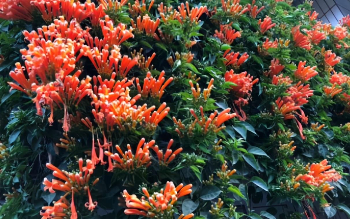 月季花|家里有庭院的,适合养这四种花,开花大又好看