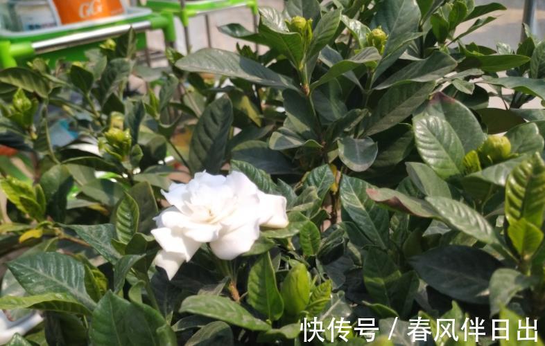 北方地区|室内盆栽栀子花，掌握3要领，下半年花开不断，天天像喷了香水