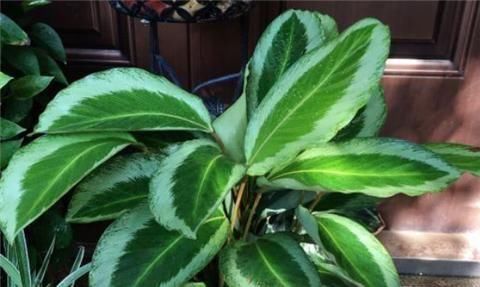 别养绿萝了，2种花超耐阴，采光不好也能长得好，叶子浓绿盆盆爆