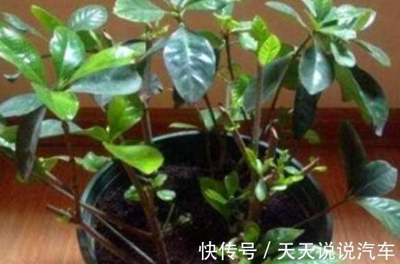 2种花现在扦插还不晚,折个枝插盆里,生根快,成活率高