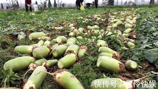 宽叶|菜贩子不外传的8个买菜小窍门,新鲜品质好,照着买准没错