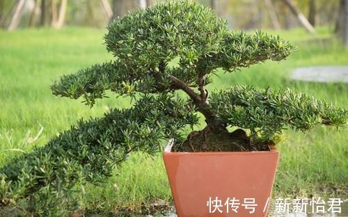 藏家|受人追捧的罗汉松，一树难求，价格昂贵是一方面，主要是珍贵稀少