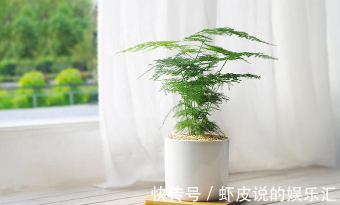 文竹为什么老是黄叶，看懂这些就解决了