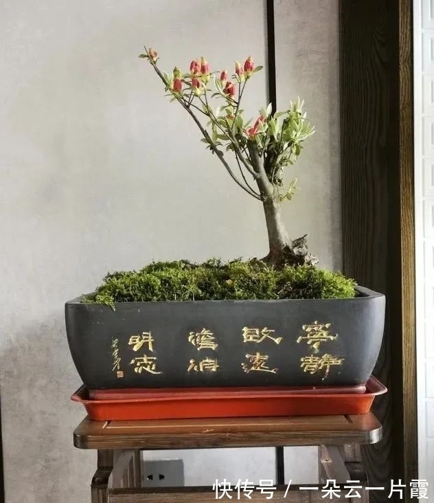 板结|盆栽用土如何配制？6步操作简单有效，盆栽生长更旺盛