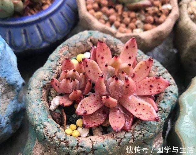 多肉植物有1个“症状”,说明需要施肥或者换盆,否则等着僵苗吧!