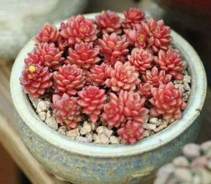 多肉小玉长得慢教你3个养护技巧，小雨轻松爆盆，红艳似火