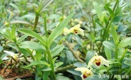 肝脏毒素的“克星”来了，轮流吃一周，肝脏不“藏”毒，肝火消