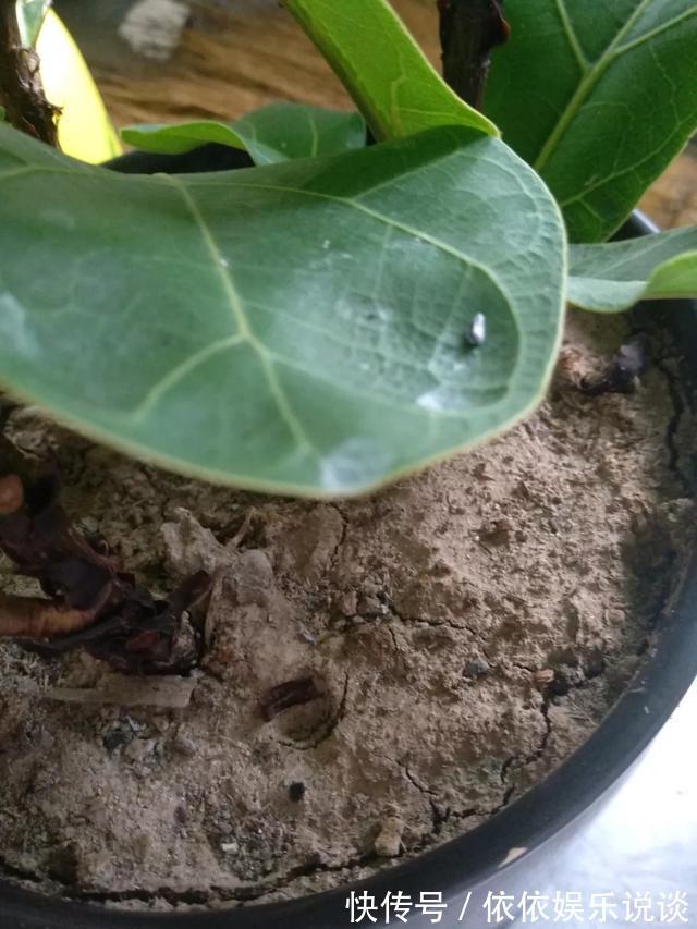 养花技巧老花匠告诉你3种土别乱用,3种肥不能施
