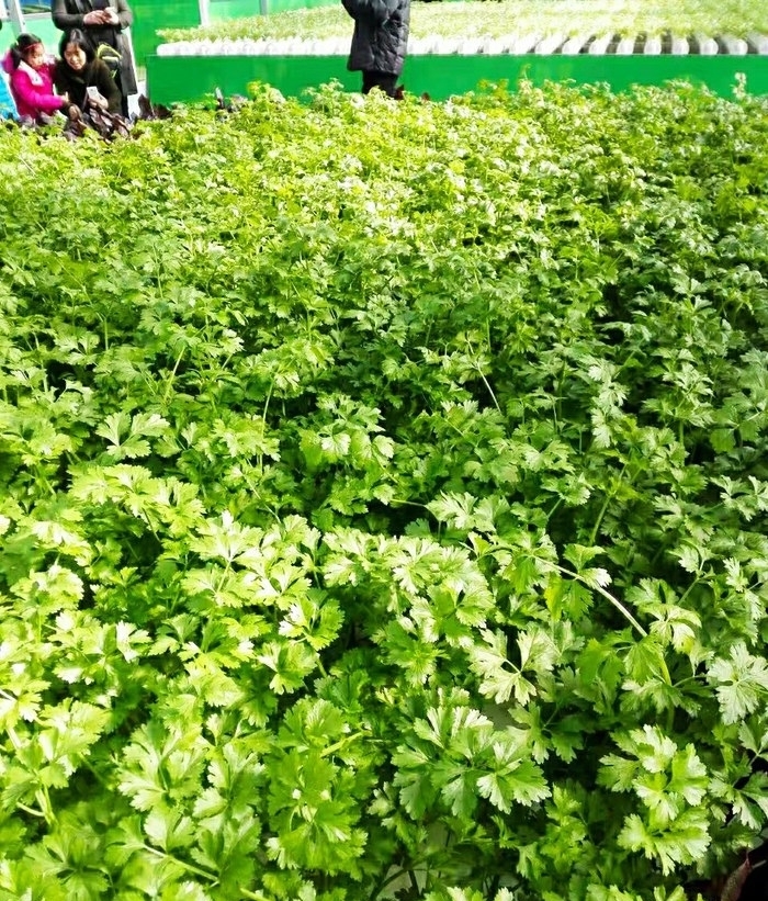 蔬果|宋MAX，感受一下蔬果城堡的寧靜，欣賞彩色的自然