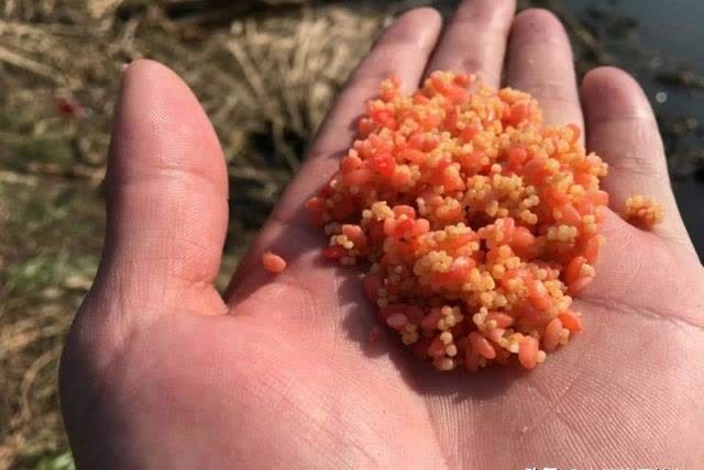 早春钓鱼还没有渔获吗？知道了这些让你的渔获轻松翻倍