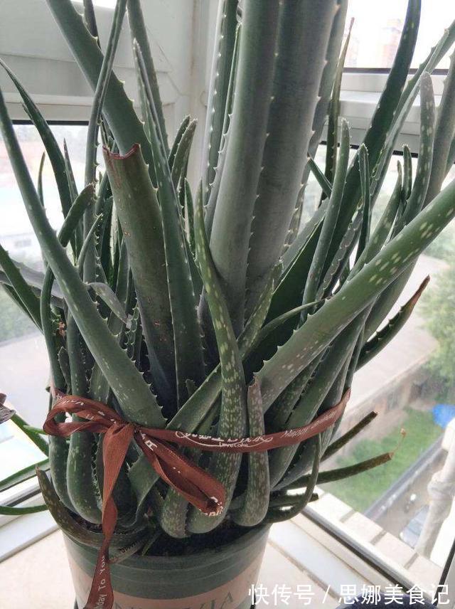 喜欢养花的女人,都应该养盆芦荟,美容养颜好处多