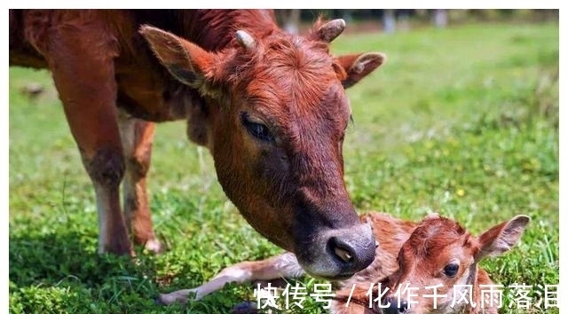 打栏|母牛产后多长时间打栏?母牛产后怎么护理?母牛产后四大问题