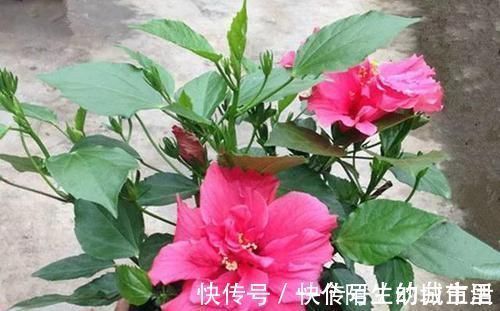 赏花|不能错过世上开花时间最长的四种花卉,一年四季天天能赏花