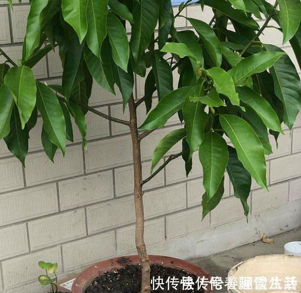 移栽|养花的土变硬了老花匠别铲,浇上“1种水”,30天变疏松