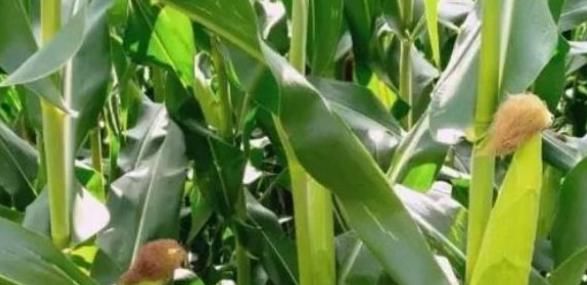 常吃玉米好处多，明目养肝，助消化，但也有一些禁忌，了解下