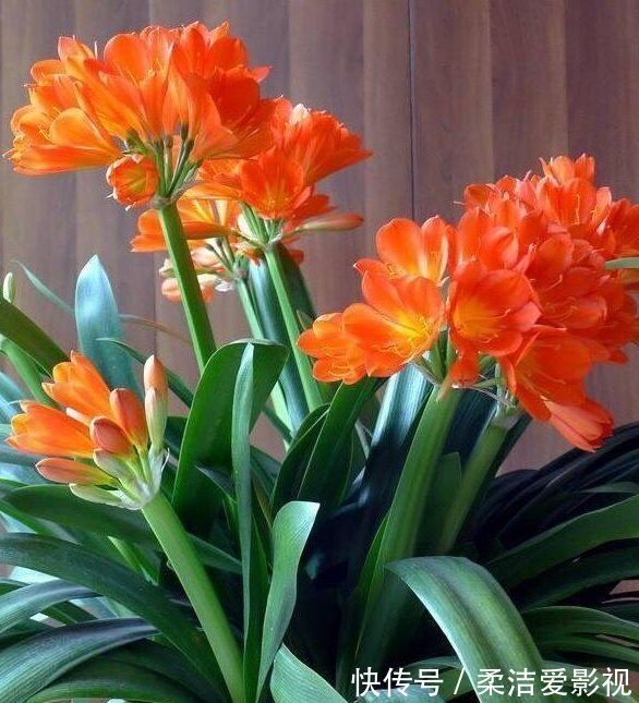 天竺葵|几款花卉，花大服盆快，一年四季成花海，家里超美的