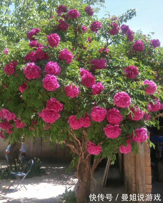 6大“富贵花”,能养几十年,花大雍容又华丽,能养成“传家宝”