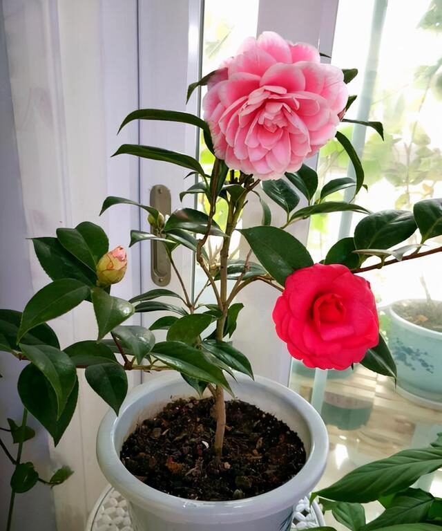 天冷就养此几种花，越冷越爱开花，寓意超好的