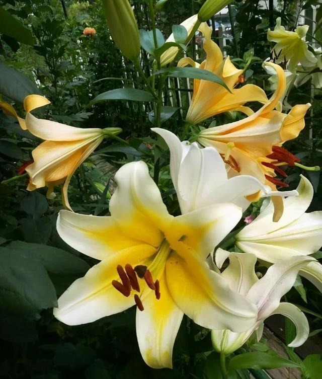 三楼奶奶不让我在一楼种花,事情解决了,出乎意料的让人难受