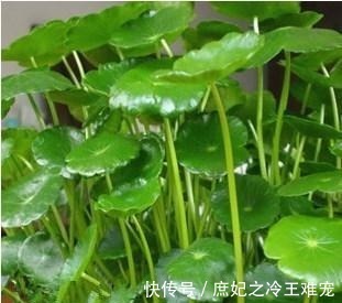 虎皮兰|可能没人知道在客厅里养这几种盆栽,对家人身体越来越好