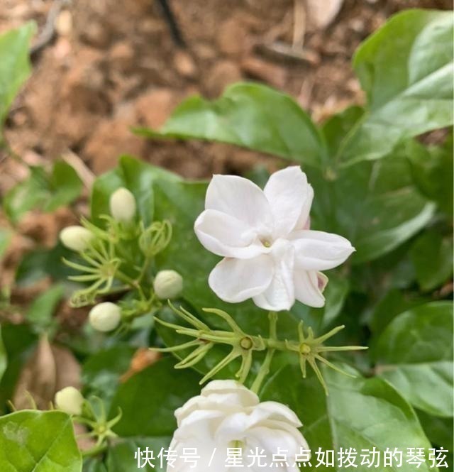 茉莉土|茉莉土加“一料”，不黄叶不徒长，易生根长得旺，养成繁花老桩！