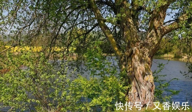 照片&德艺术家把不着片缕的美女隐藏在照片中,人体彩绘伪装下佳人何在