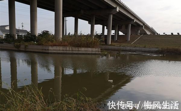 大雪过后钓鲫鱼,如何聚鱼才是关键,打窝养窝和补窝缺一不可