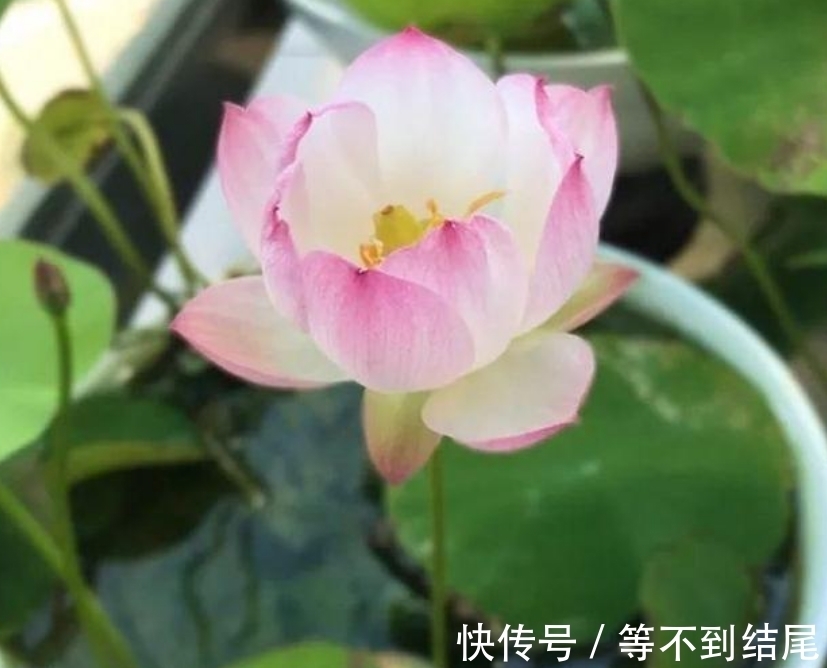 养花就养这几款，全年开花不停，开花就爆盆，不易生病好养护