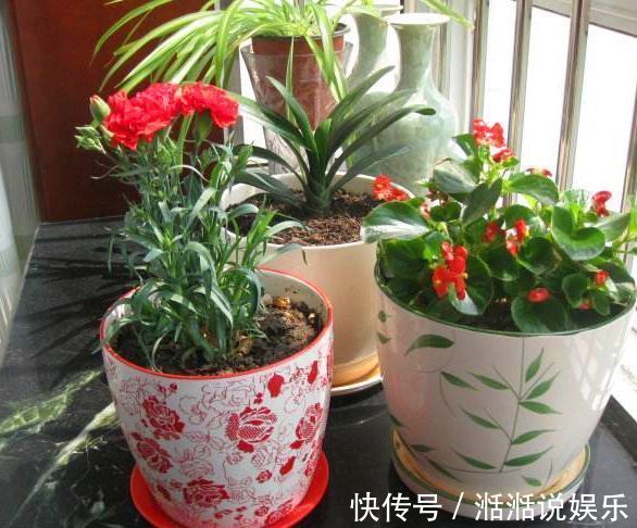 养花|总是把花儿养死隔壁大爷说,你加点它呀,保你养一盆旺一盆