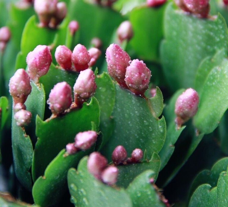 天气转暖,建议少买4种花,观花时间短不说,还难度夏